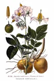 Potato — illustrative photograph