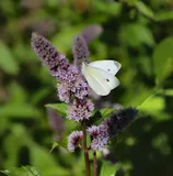 Mint — illustrative photograph