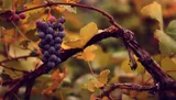 Grapes — illustrative photograph