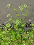 Celery — illustrative photograph