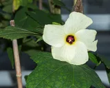 Okra — illustrative photograph