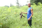 Cassava — illustrative photograph