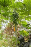 Papaya — illustrative photograph