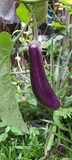 Eggplant — illustrative photograph