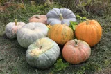 Pumpkin — illustrative photograph