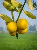 Lemon — illustrative photograph
