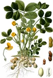 Peanuts — illustrative photograph