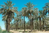 Medjool dates — illustrative photograph