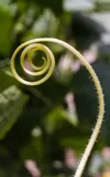 Cucumber — illustrative photograph