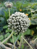 Onion — illustrative photograph