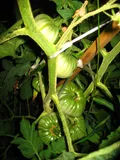 Tomato — illustrative photograph