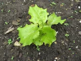 Lettuce — illustrative photograph