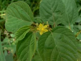 Jute leaves — illustrative photograph