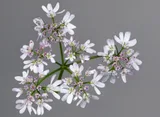Coriander — illustrative photograph