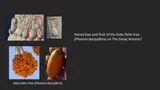 Dates — illustrative photograph