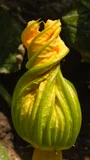 Zucchini — illustrative photograph